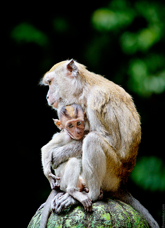 Monkey mother with baby near Batu Caves, Malaysia