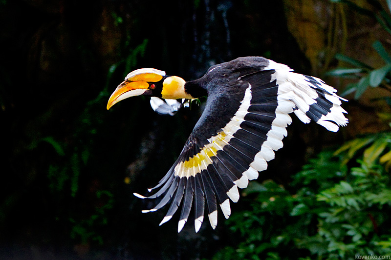 Flight of the Hornbill, Jurong Park, Singapore